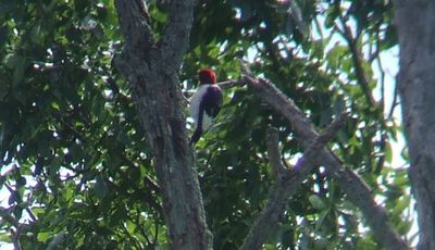 Pic à tête rouge