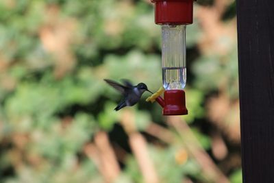 Colibri à gorge rubis