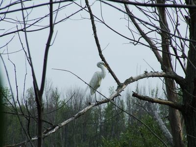 Grande Aigrette