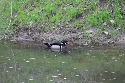 Canard branchu