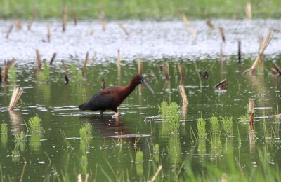 Ibis falcinelle.jpg