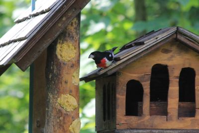 Cardinal à poitrine rose (mâle)