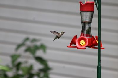 Colibri femelle