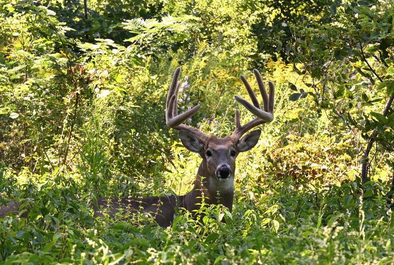 DSC_2438.JPG