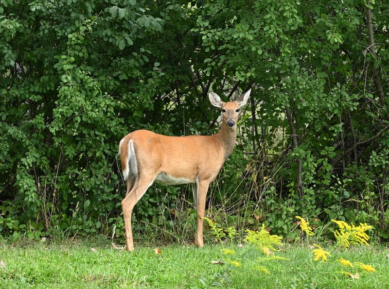 DSC_2466.JPG