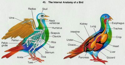 bird anatomy.jpg
