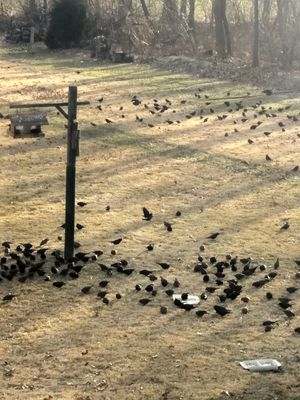 Starling flock feeding 2019-02-08.jpg