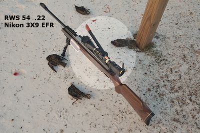 RWS 54 Starlings_9135.JPG
