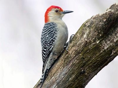 Red bellied wood pecker.jpg