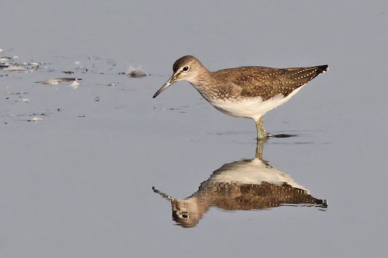 Witgat - Green Sandpiper -Tringa ochropus