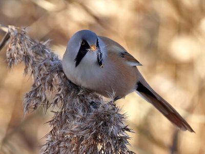 Baardman - Bearded Tit - Panurus biarmicus