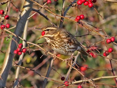 Koperwiek - Redwing - Turdus iliacus