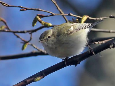 Humes Bladkoning - Phylloscopus humei - Hume's Leaf Warbler