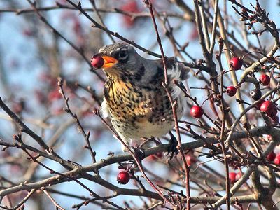 Kramsvogel - Fieldfare - Turdus pilaris