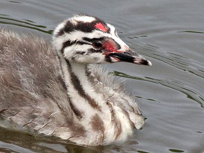 Fuut - Great Crested Grebe - Podiceps cristatus