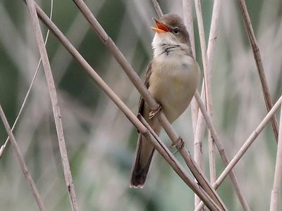 Bosrietzanger - Marsh Warbler - Acrocephalus palustris
