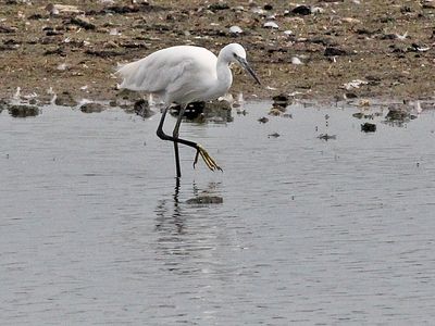 Kleine Zilverreiger - Little Egret - Egratta garzetta