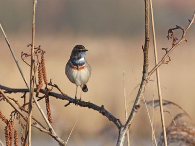 Blauwborst - Bluethroat - Luscinia svecica