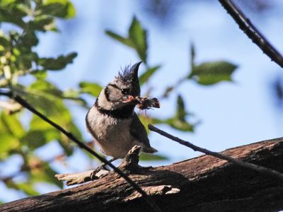 Kuifmees - Crested Tit