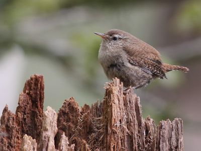 Winterkoning - Wren