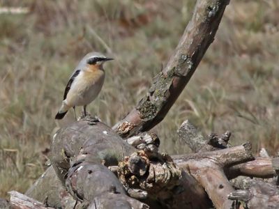 Tapuit - Northern Wheatear - Oenanthe oenanthe 