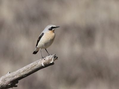 Tapuit - Northern Wheatear - Oenanthe oenanthe 