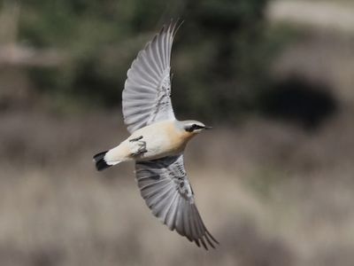 Tapuit - Northern Wheatear