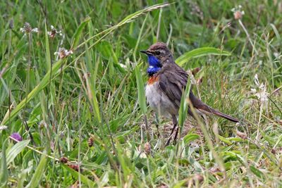 Blauwborst - Bluethroat