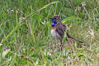 Blauwborst - Bluethroat - Luscinia svecica
