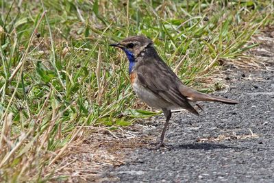 Blauwborst - Bluethroat - Luscinia svecica
