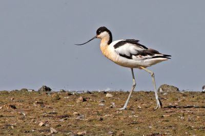 Vogels in en rond Leiderdorp