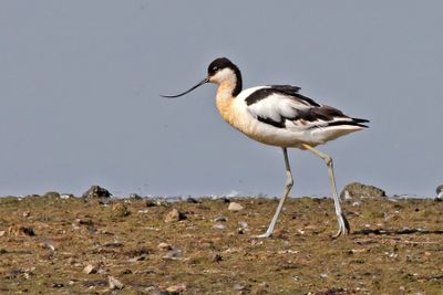 Kluut - Avocet - Recurvirostra avosetta