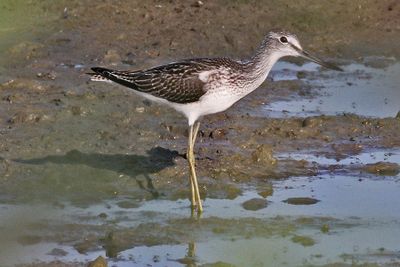 Groenpootruiter - Common Greenshank - Tringa nebularia