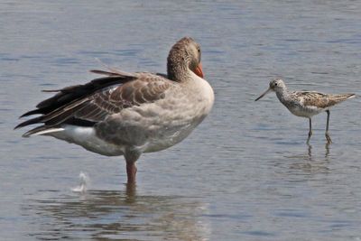Vogels in en rond Leiderdorp