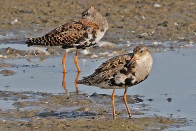 Vogels in en rond Leiderdorp
