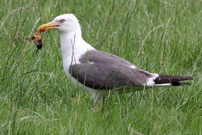 Kleine Mantelmeeuw - Lesser Black-backed Gull