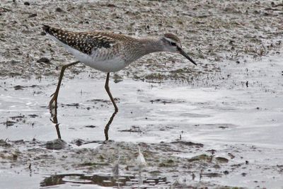 Bosruiter - Wood Sandpiper - Tringa glareola
