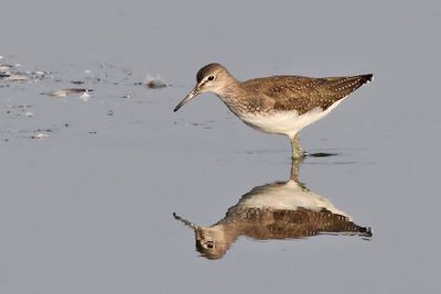 Witgat - Green Sandpiper -Tringa ochropus
