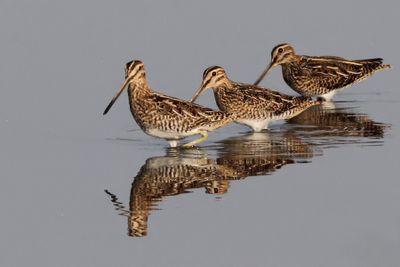 Vogels in en rond Leiderdorp