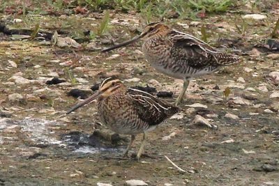 Watersnip - Common Snipe- Gallinago gallinago