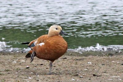 Vogels in en rond Leiderdorp
