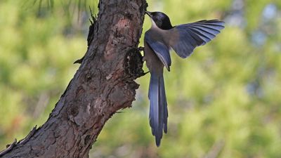 Birds of East Algarve Portugal