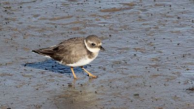 Birds of East Algarve Portugal