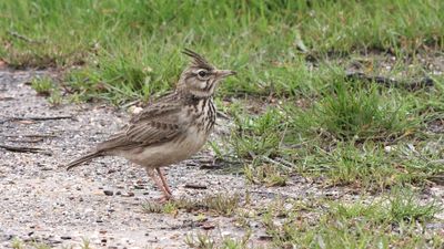 Birds of East Algarve Portugal
