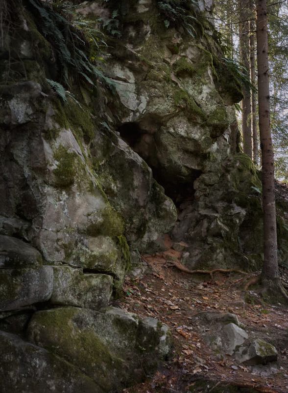 Forest guard #3