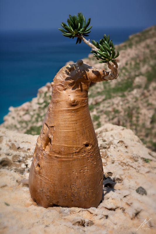 Bottle tree