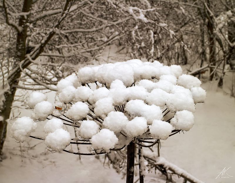 Winter bee