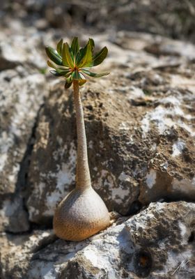 Desert rose
