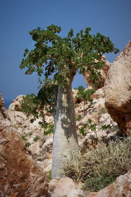 Dendro Sicyos socotrana