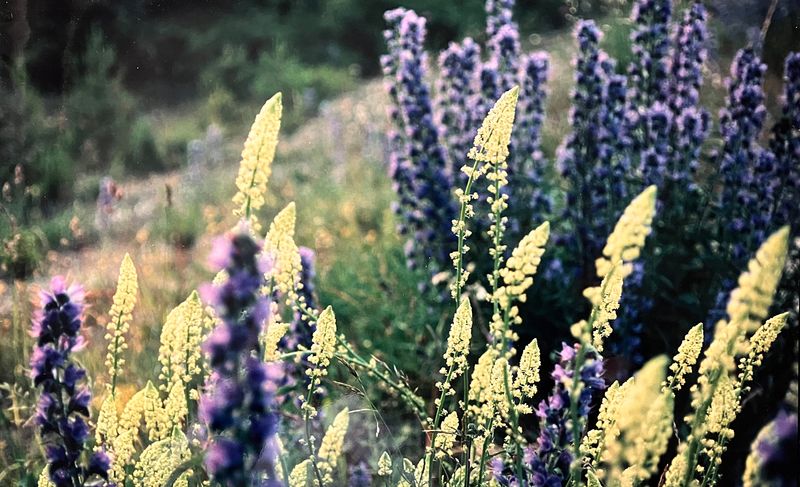 Swedish colours at roadside. Yellow Mignonette or Wild Mignonette (Reseda lutea) and Vipers Bugloss or Blueweed (Echium vulgare
